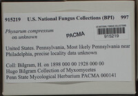 Physarum compressum image